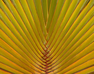 Foto op Canvas palm © James Insogna