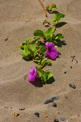flowers in the sand