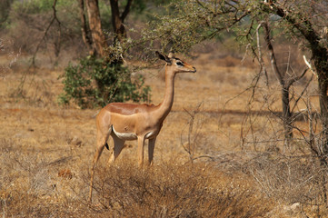 gerenuk