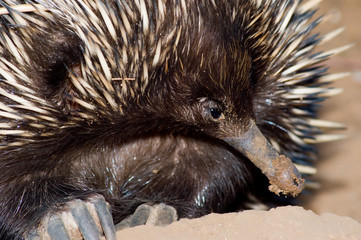 echidna closeup