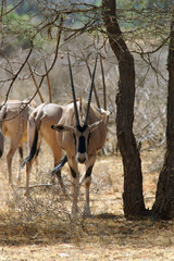 beisa oryx