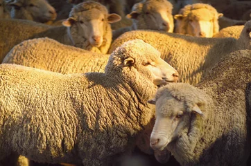 Cercles muraux Moutons mouton mérinos