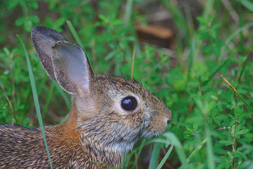 rabbit