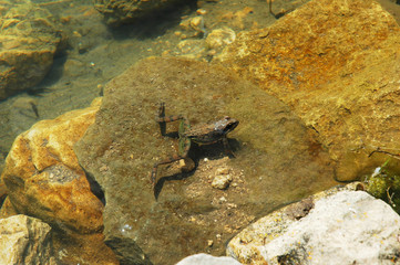 frog in the pond