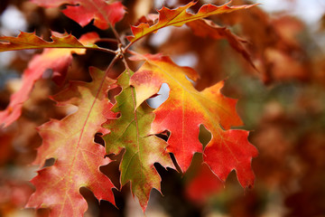 oak leaves in fall