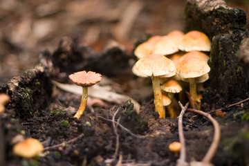 mushrooms
