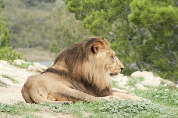 animaux 041
