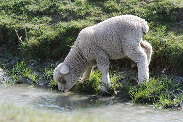 lamb drinking
