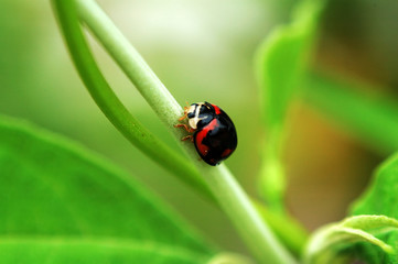 black ladybird