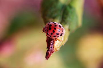 small ladybug