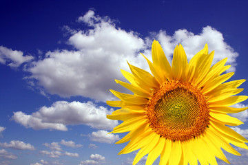 tournesol