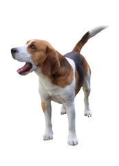 beagle
