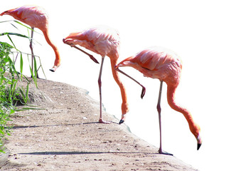three pink flamingos