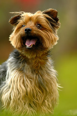 retrato de un yorkshire terrier