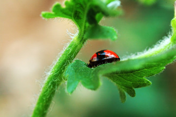 ladybird hiding on leaf