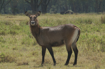 rare defassa waterbuck