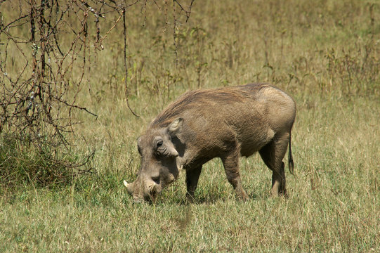 Fototapeta warthog
