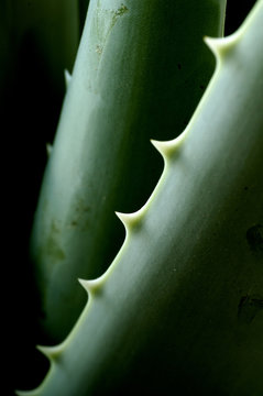 aloe vera