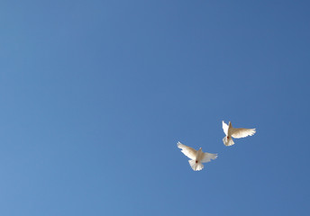two doves in the sky
