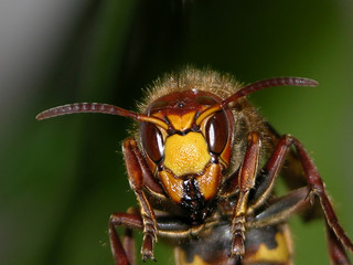 wasp head