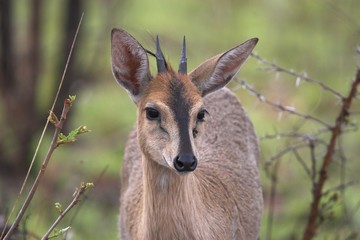 grey duiker