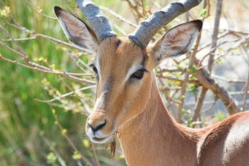impala male
