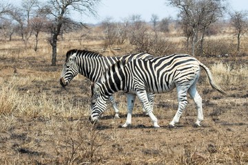zebra feeding
