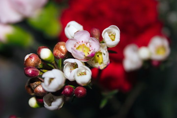 small delicate white and pink flowers