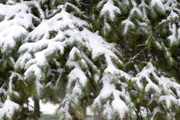 pine & snow