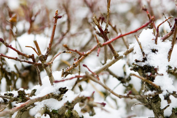 bush & snow