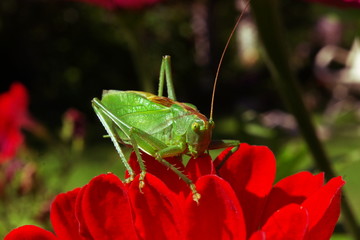 grasshopper on a red flower