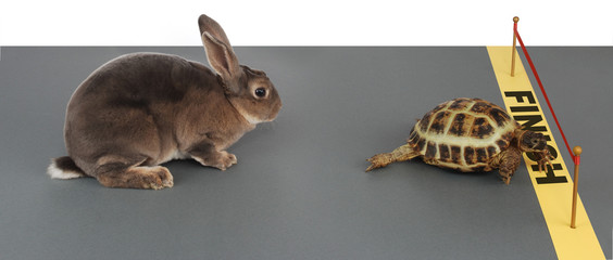 tortoise-hare - 1659930