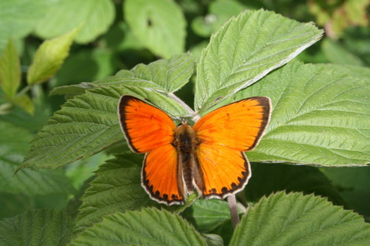 farfalla