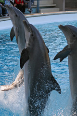 dolphin