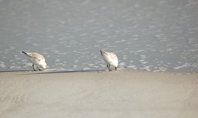 sand pipers