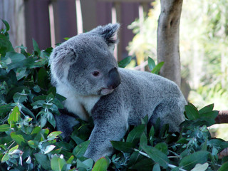 koala sitting on eucalyptus