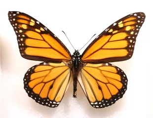 Deurstickers Vlinder monarch butterfly