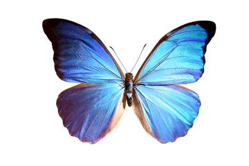Schapenvacht deken met patroon Vlinder blauwe morpho