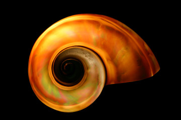 shell