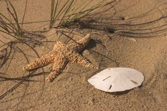 Sand Dollar And Star Fish On Beach