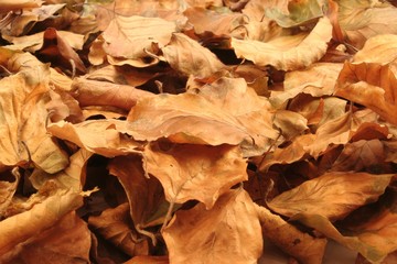autumn leaves