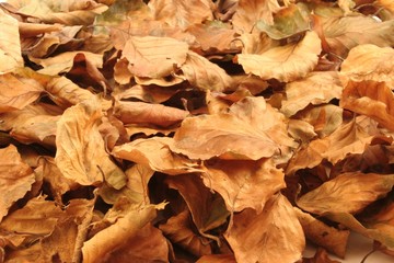 autumn leaves