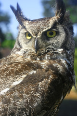 horned owl