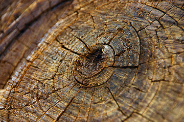 tronc d'arbre