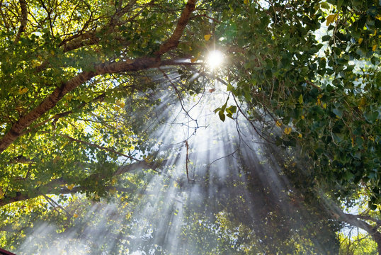  beams of light through forest