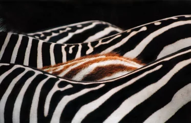Stoff pro Meter zebra © Mist