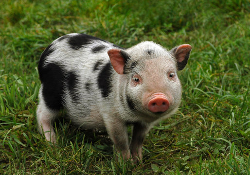 spotted piglet