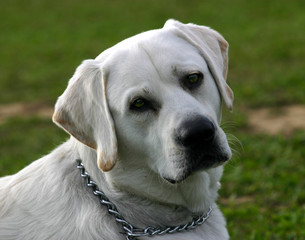 labrador gentil
