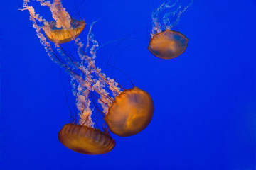black sea nettle jellyfish 01