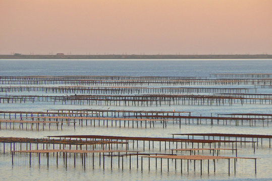 etang de thau 1